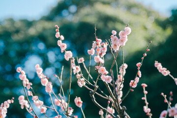東京の庭園に咲く梅の花