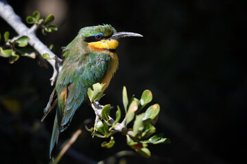 Green bee eater bird perching on shrubs 