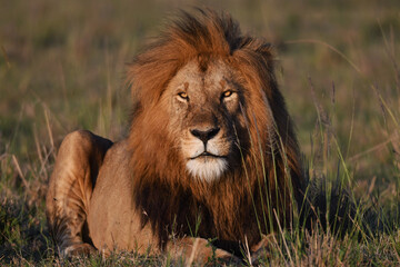 Male African lion sitting in the savanna 