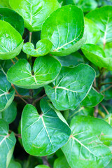 Shield Aralia or Dinner Plate Aralia