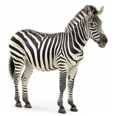 Poster zebra isolated on white © KirKam