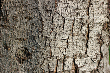Tree bark texture for natural background