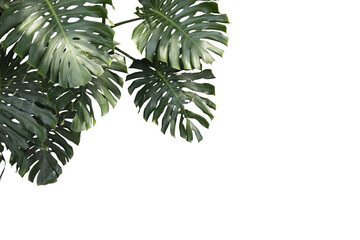 Monstera leaves isolated on transparency background