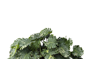 Monstera leaves isolated on transparency background
