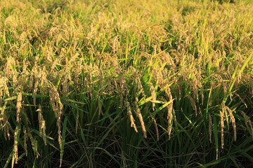 田んぼで収穫を待つ稲穂の風景