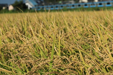 田んぼで収穫を待つ稲穂の風景