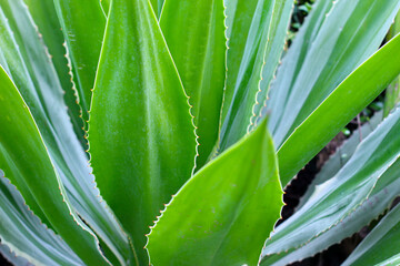 Green leaves of agave plant