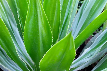 Foto op Plexiglas Green leaves of agave plant © HUANG CHAO-LIN