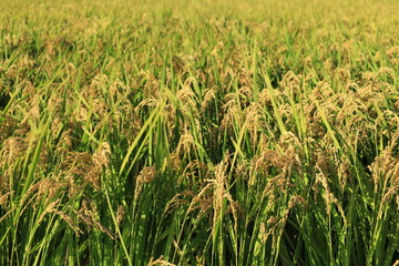 田んぼで収穫を待つ稲穂の風景