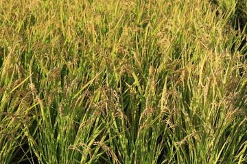 田んぼで収穫を待つ稲穂の風景