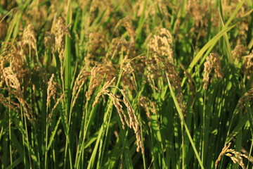 田んぼで収穫を待つ稲穂の風景