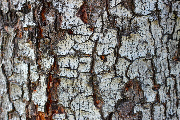 Tree bark texture for natural background