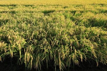 田んぼで収穫を待つ稲穂の風景