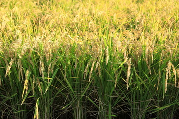 田んぼで収穫を待つ稲穂の風景
