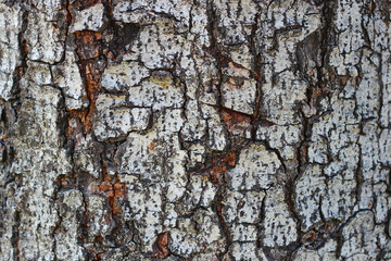 Obraz premium Tree bark texture for natural background