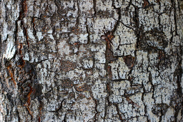 Tree bark texture for natural background