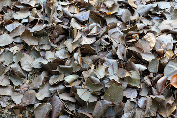 Fallen leaves for made into compost
