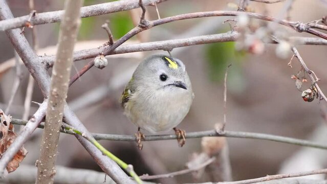 A time-lapse of a goldcrest (Regulus regulus) resting on a tree branch.