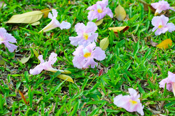 Pink tecoma flower or pink trumpet Tree