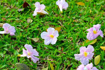 Pink tecoma flower or pink trumpet Tree