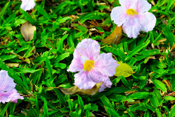 Pink tecoma flower or pink trumpet Tree
