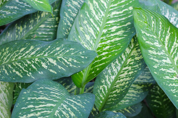 White and green leaves aglonema plant