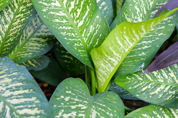 White and green leaves aglonema plant