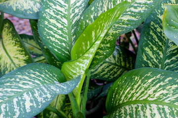 White and green leaves aglonema plant