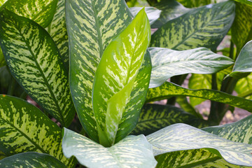 White and green leaves aglonema plant