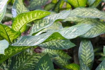 White and green leaves aglonema plant