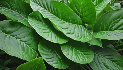 Set big green leaves for decoration 3d green colored background 