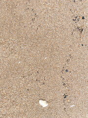 Fototapeta na wymiar seashells on sand beach background textures