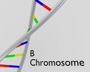 B Chromosome concept - 749736008