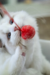 Cute Ragdoll cat, 4 months old, playing with red ball