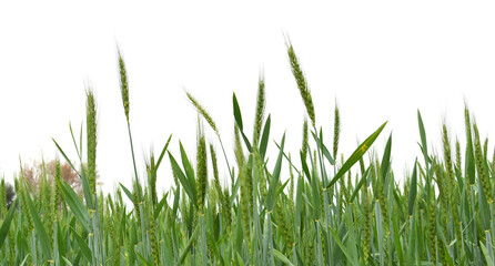 Green wheat field close up image, Green Wheat whistle, Wheat bran fields, agriculture, wheat field Pakistan, closeup of green cereal field