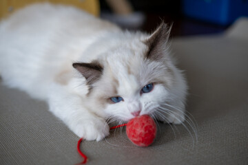 Cute Ragdoll cat, 4 months old, playing with red ball