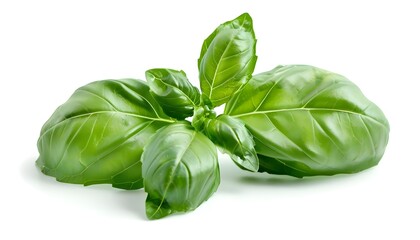 Fototapeta premium basil leaves isolated on white