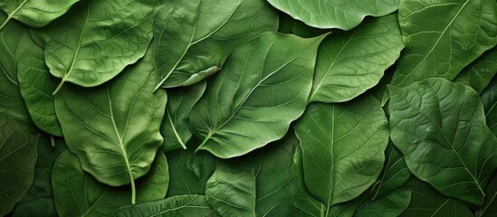 Fototapeta premium This close-up shot captures the intricate details of a bunch of fresh green leaves. The leaves are lush and vibrant, filling the frame with their natural beauty. Each leaf is distinct, with visible