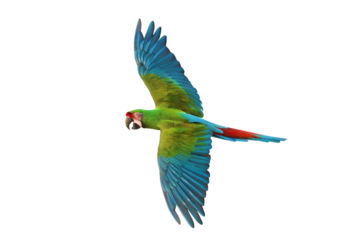 Colorful flying Military Macaw parrot isolated on transparent background png file	