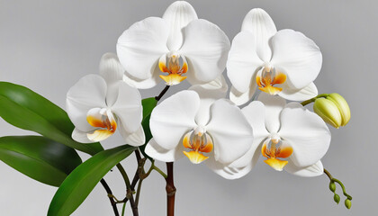 Watercolor Illustration of White Phalaenopsis Orchid