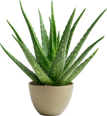 Aloe vera plant in pot isolated.