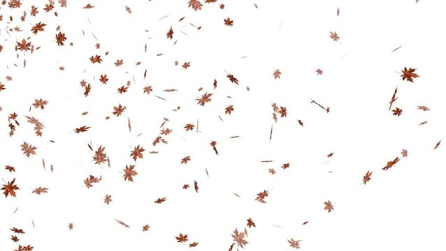 Maple leaves falling animation with transparent background