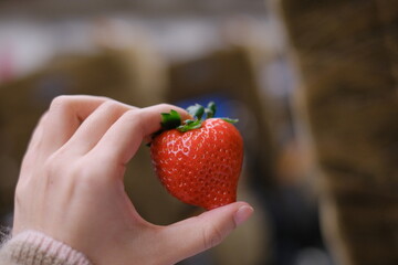 Female hand harvesting red fresh ripe organic strawberry  Woman picking strawberries in field, closeup. in Japan