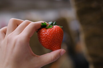 Female hand harvesting red fresh ripe organic strawberry  Woman picking strawberries in field, closeup. in Japan