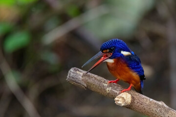 beautiful of a blue-eared kingfisher standing on branch with fish in mouth