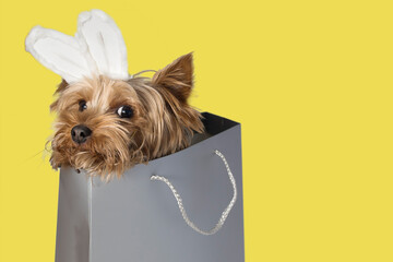 A small Toy dog, a member of the Canidae family and known as a Companion dog, is peeking out of a shopping bag while sniffing the air