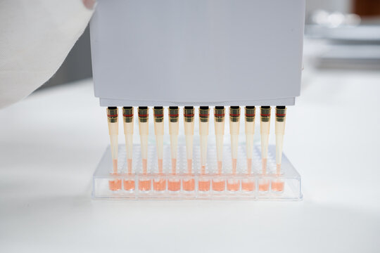 A multichannel pipette dispenser is used by scientist to load microplates for DNA or blood test