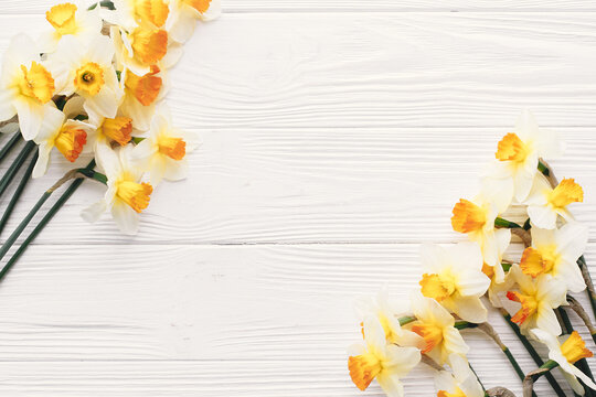 beautiful fresh daffodils on white wooden background