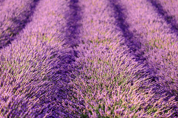 Dreamy panorama of meticulously arranged rows of vibrant purple flowers of lavender.