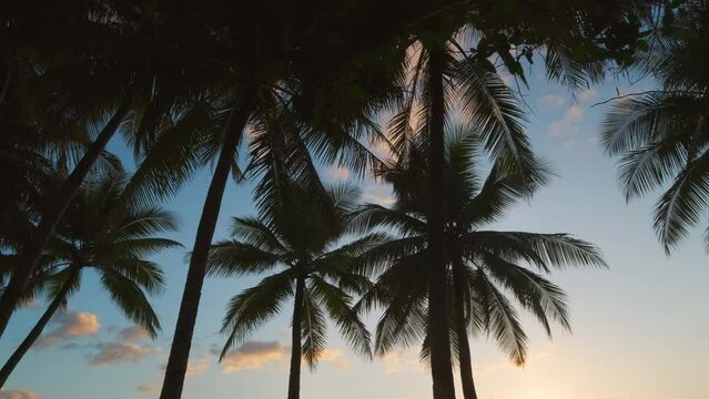Silhouetted palms and sunset sky on tropical beach, 4k